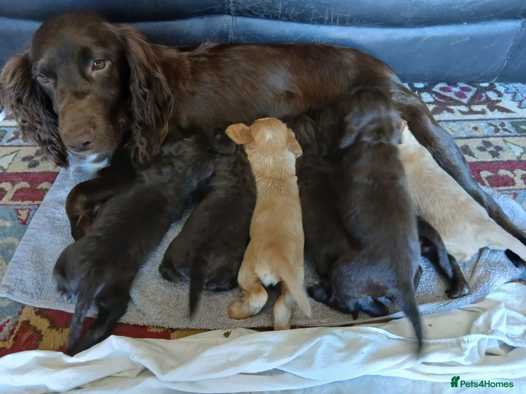 Cocker Spaniel dogs for sale: Show x working Cocker spaniel puppies Liver/golden - Advert 1