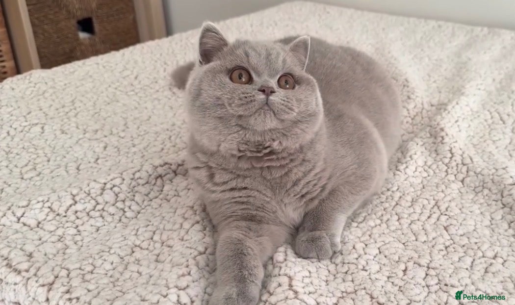 British Shorthair cats Tica Active queen British shorthair  - Advert 1