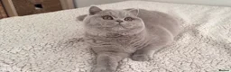 British Shorthair cats for sale: Tica Active queen British shorthair  - Advert 1