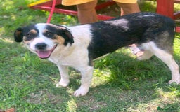 Mixed Breed dogs for adoption: 💛🐾 Flora – wearing her beautiful smile 🐾💛 - Image 3