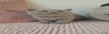 ❤️ Red girl