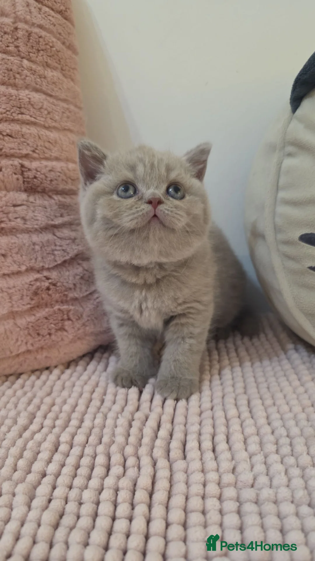 British Shorthair cats for sale: 1 girl left-Beautiful British short hair  - Advert 2