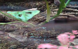 Gecko reptiles for sale: Mourning geckos and dart frogs - Image 4