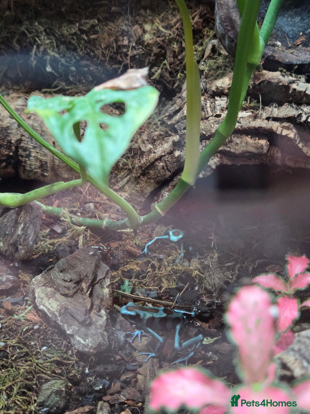 Gecko reptiles for sale: Mourning geckos and dart frogs - Image 4