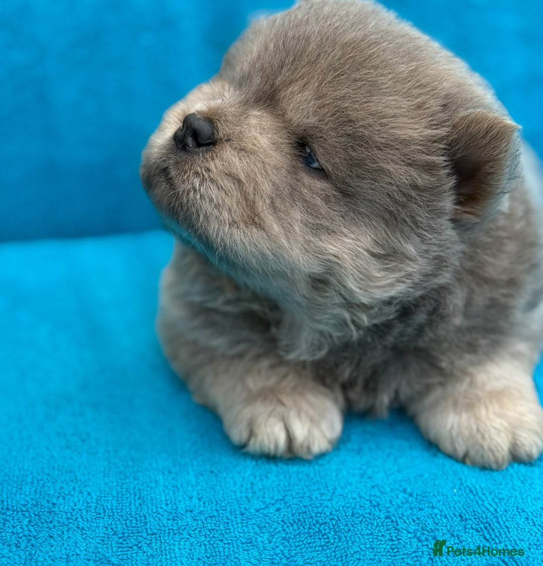 Chow Chow dogs for sale: KC Reg Chow Chow Puppies  - Image 6