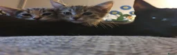 Mixed Breed cats for sale: 3 little girl  - Advert 13