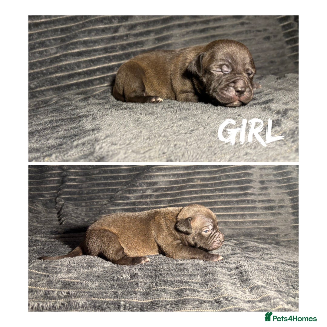 Mixed Breed dogs for sale: Staffordshire bull terrier X - Advert 5