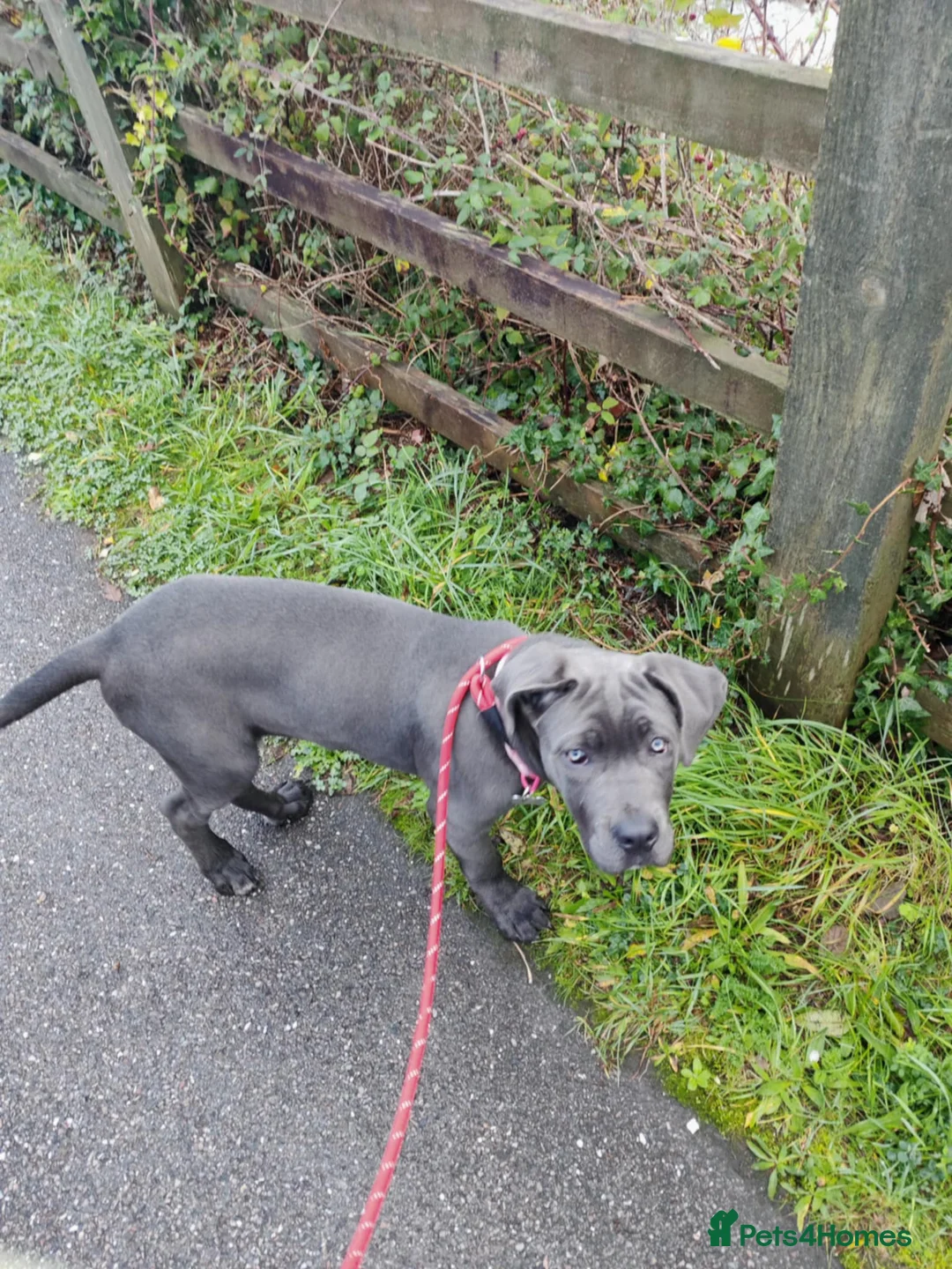 Cane Corso dogs for sale: Cane corso - Advert 9