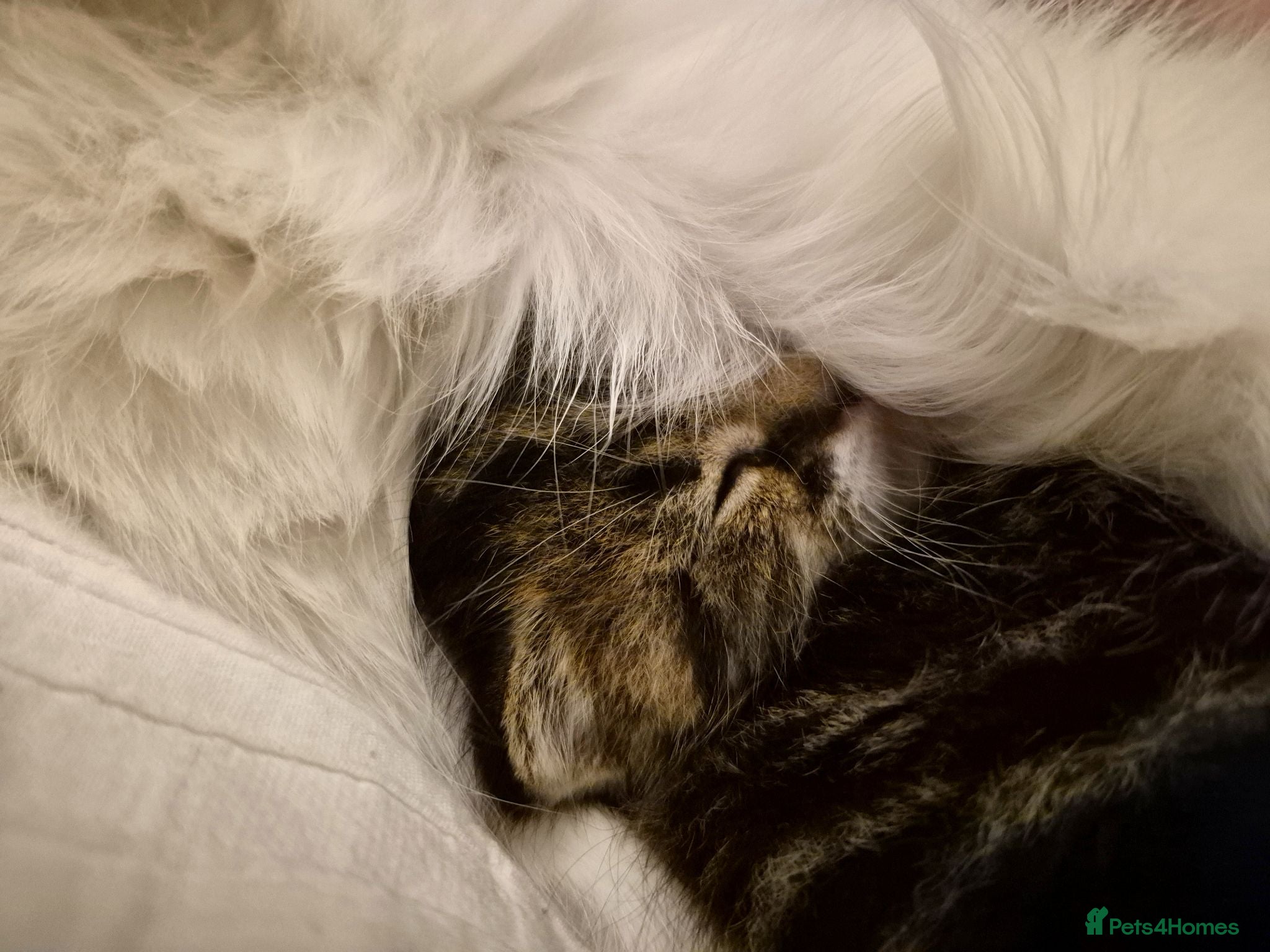 Domestic Shorthair cats One kitten looking for a forever home  - Advert 2