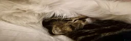 Domestic Shorthair cats for sale: One kitten looking for a forever home  - Advert 2