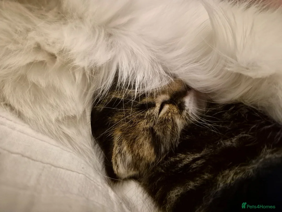 Domestic Shorthair cats for sale: One kitten looking for a forever home  - Advert 2