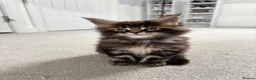 Maine Coon cats for sale: 7 adorable Pure Bred Mainecoon - Advert 26