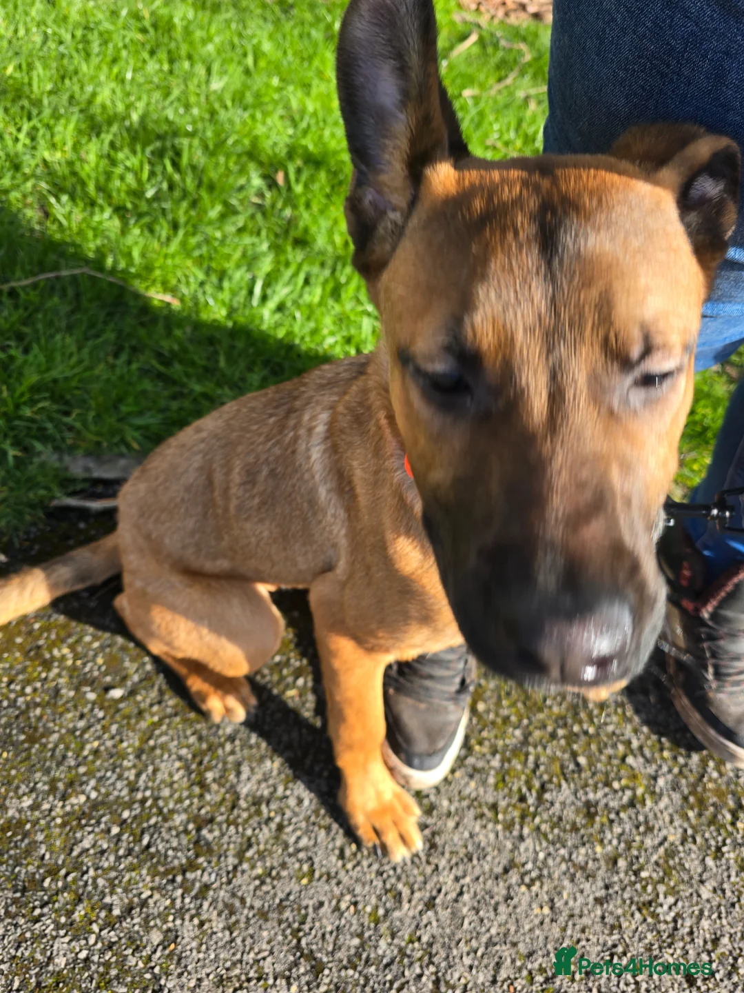 Mixed Breed dogs for sale: Gorgeous pup - Advert 2