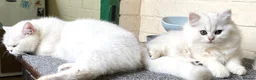 British Longhair cats for sale: ⭐️ STUNNING GIRLS ~ BLH & BSH FEMALE KITTENS   ⭐️ - Advert 5