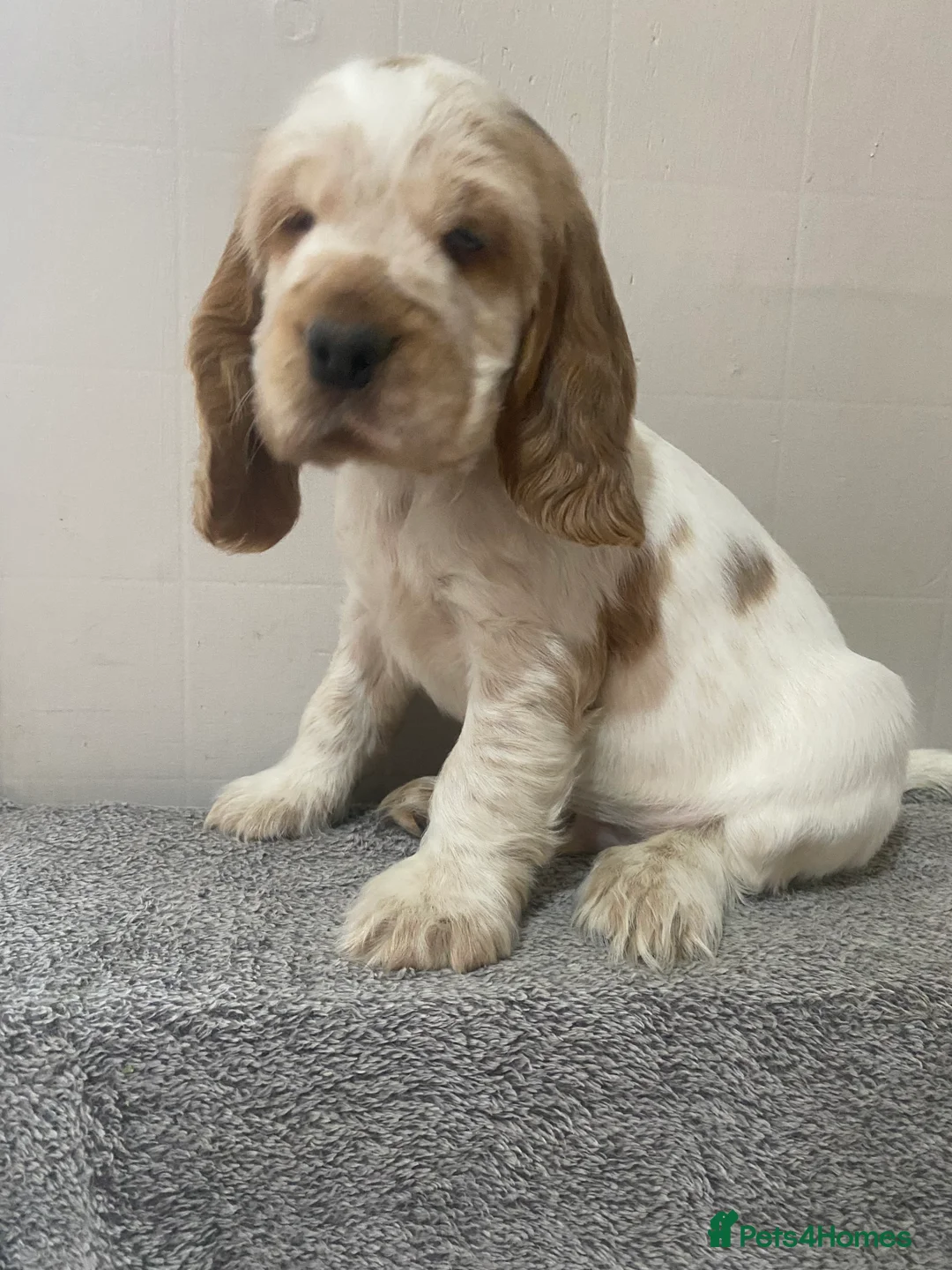 Cocker Spaniel dogs for sale: ‘Show Type’ Cocker Spaniel Puppies. KC Registered. - Advert 4