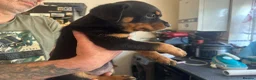 Rottweiler dogs for sale: 2 Beautiful and Playful Rottweiler puppies  - Advert 11
