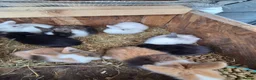 Lionhead rabbits for sale: Lionhead Baby Rabbits 🐰 - Advert 4