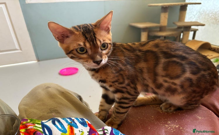 Bengal cats - Advert 2