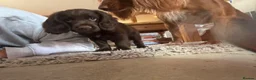 Cocker Spaniel dogs for sale: Male Liver Cocker Spaniel - Advert 5