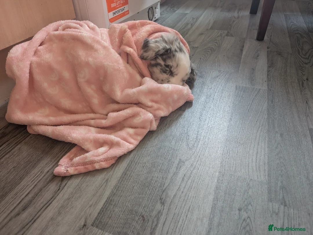 Border Collie dogs for sale: Beautiful merle border collie male in Halifax - Advert 1