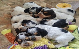 Cocker Spaniel dogs for sale: KC Show type Cocker Spaniels  in Driffield - Image 22