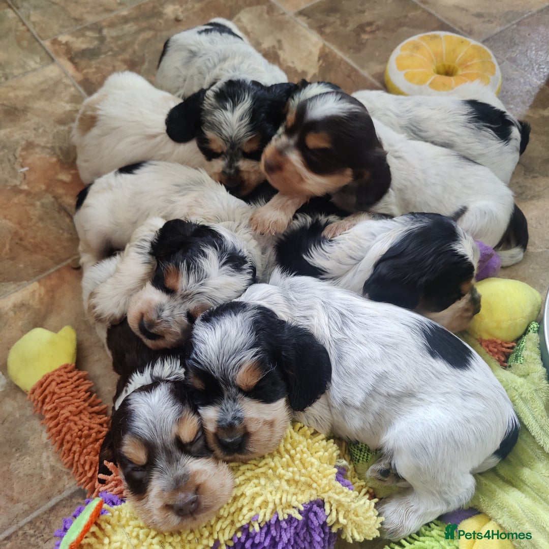 Cocker Spaniel dogs for sale: KC Show type Cocker Spaniels  in Driffield - Image 22