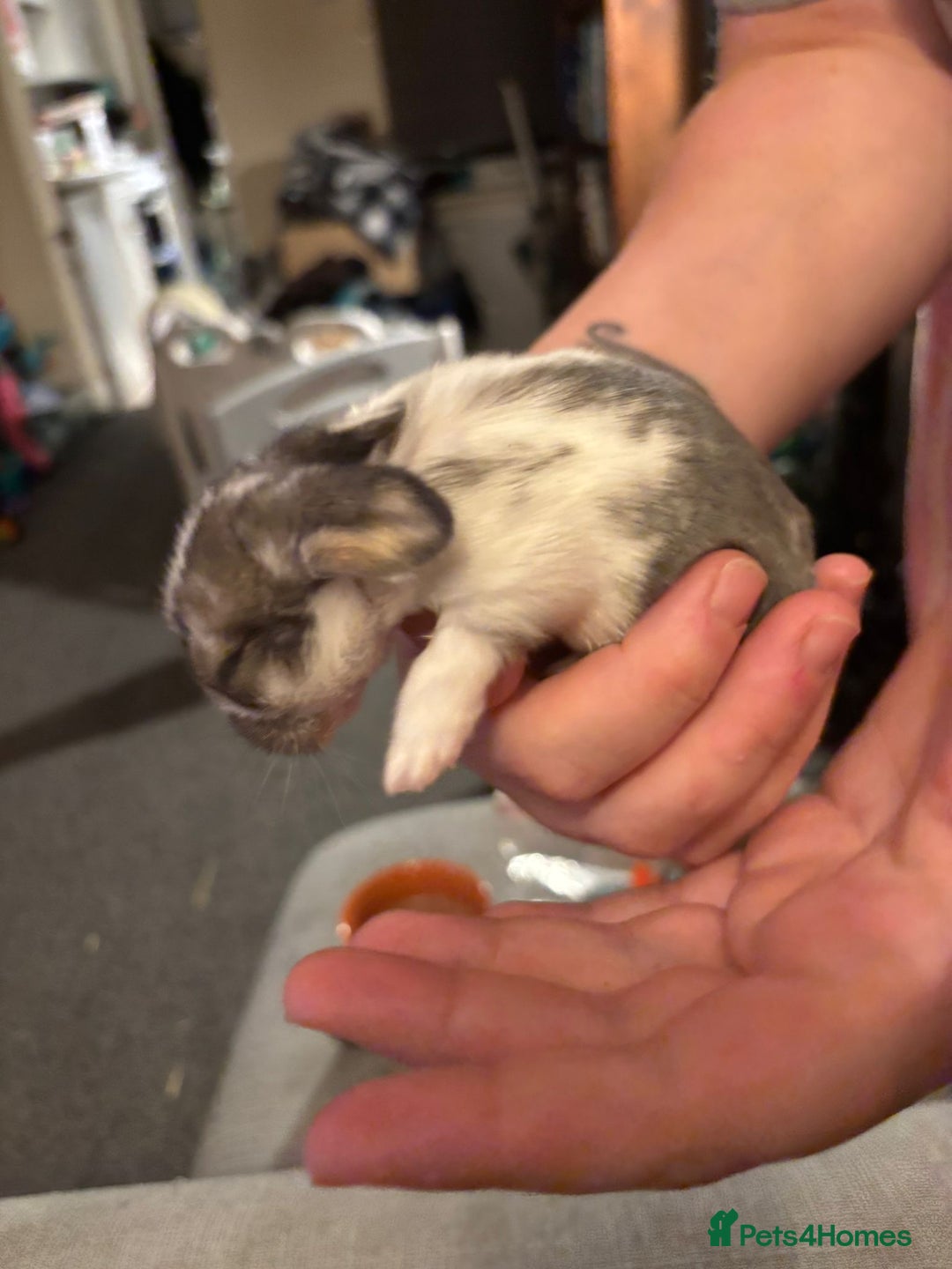 Mini Lop rabbits for sale: Gorgeous mini lop bunnies  - Advert 7