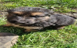 German Shepherd dogs for sale: KC registered German Shepherd puppies  - Image 22