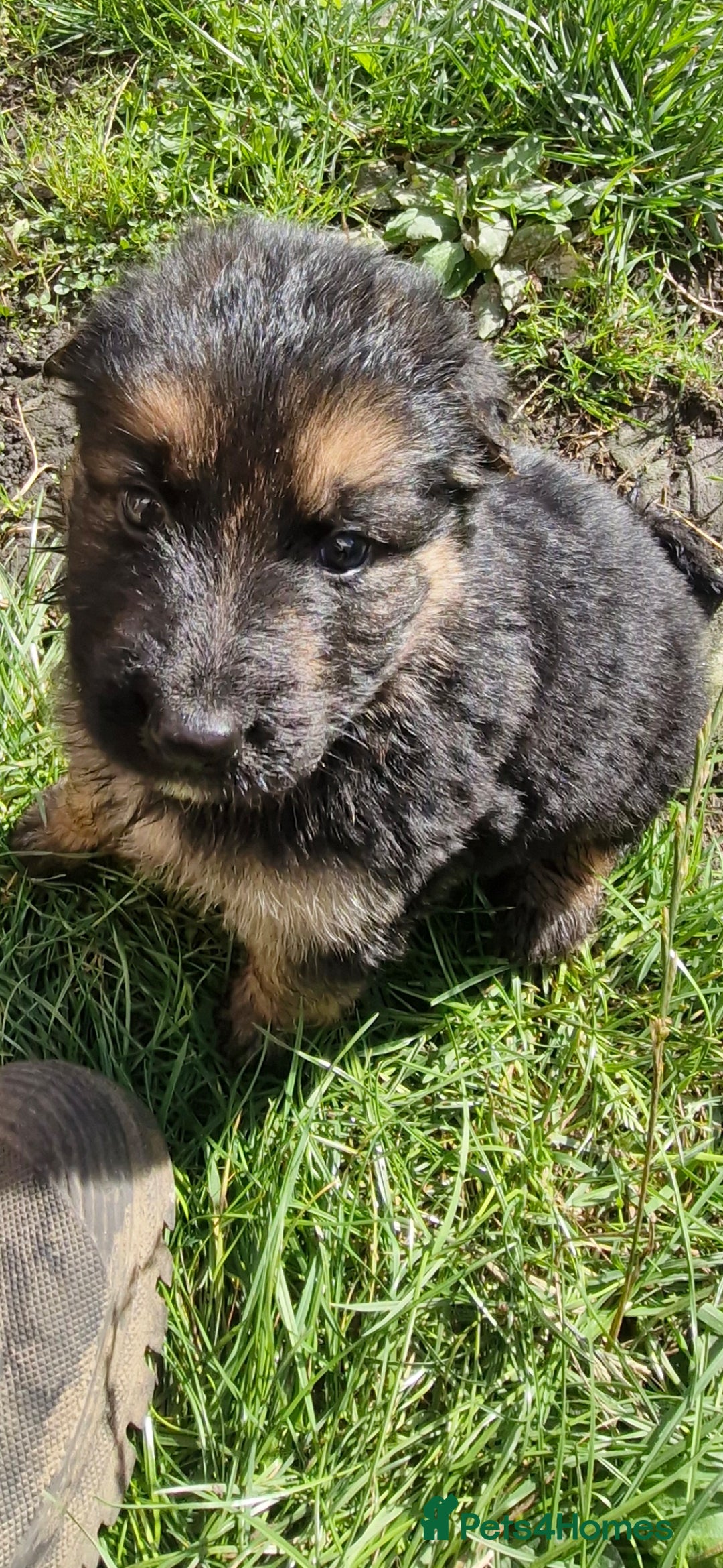 German Shepherd dogs for sale: KC registered German Shepherd puppies  - Image 22