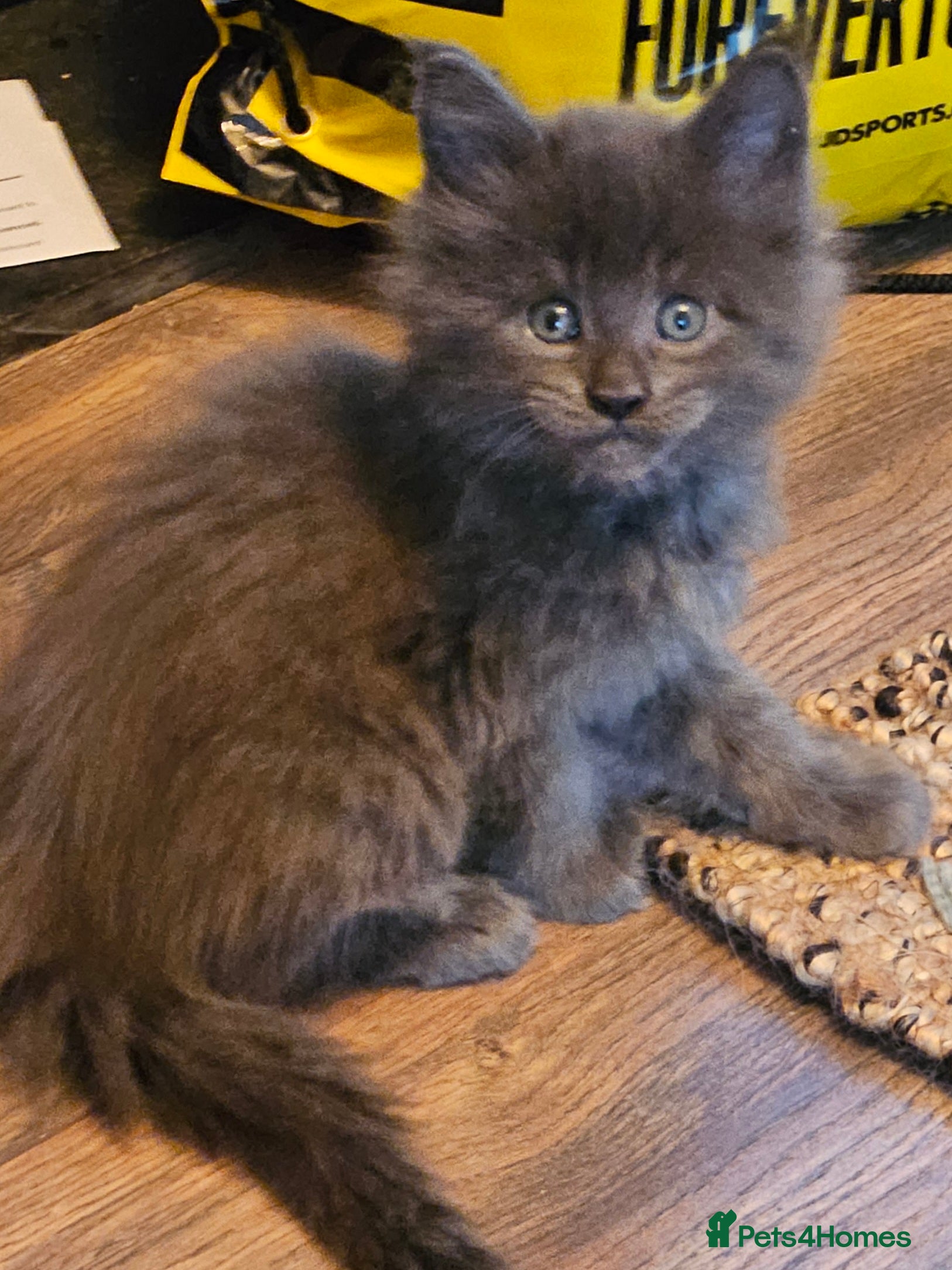 Maine Coon cats GCCF registered Blue  Maine coon litter  - Advert 12