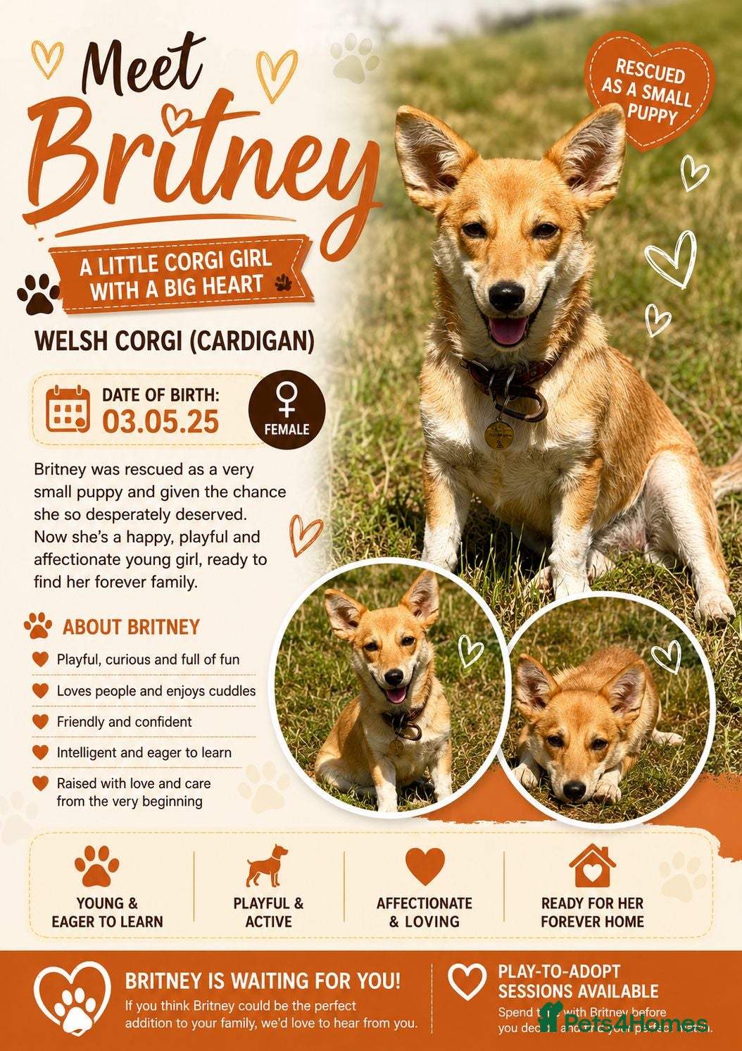 Welsh Corgi Cardigan dogs Britney – Female Welsh Corgi - Advert 2