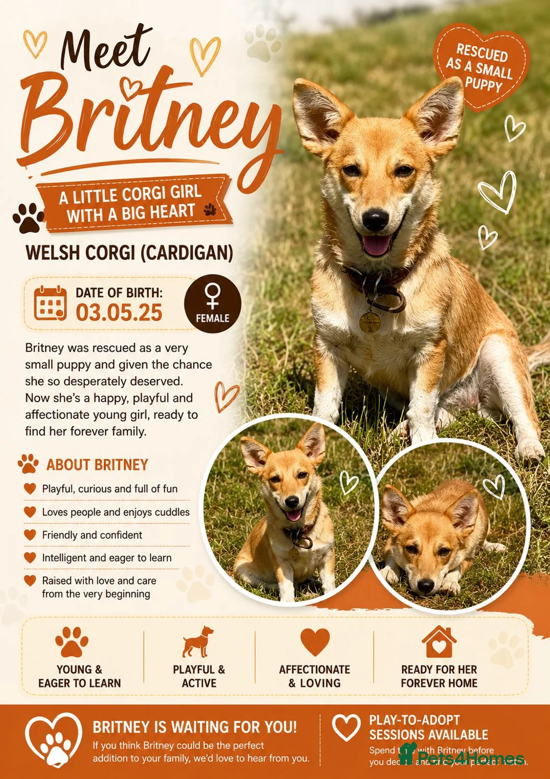 Welsh Corgi Cardigan dogs for adoption: Britney – Female Welsh Corgi - Advert 2