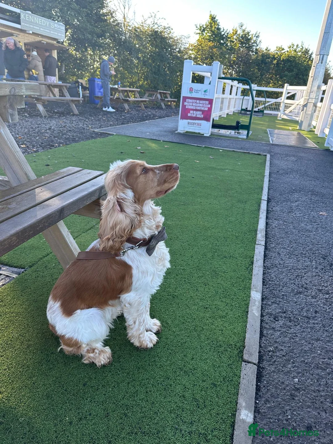 Cocker Spaniel dogs for stud: KC Reg Show Cocker Spaniel- Extensively DNA tested in Warrington - Advert 7