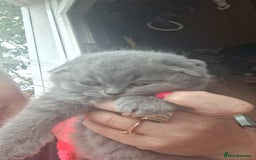 Scottish Fold cats for sale: Schotis fold  - Image 2