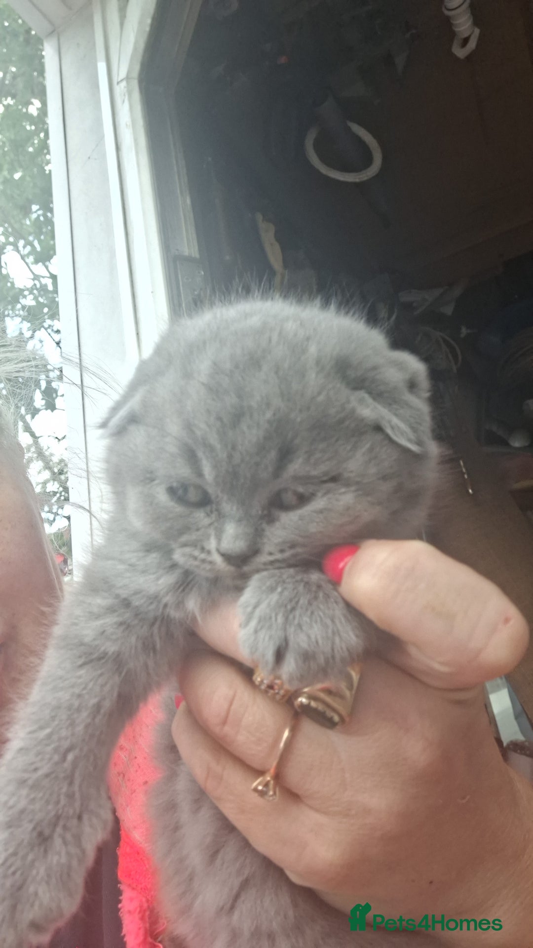 Scottish Fold cats for sale: Schotis fold  - Image 2