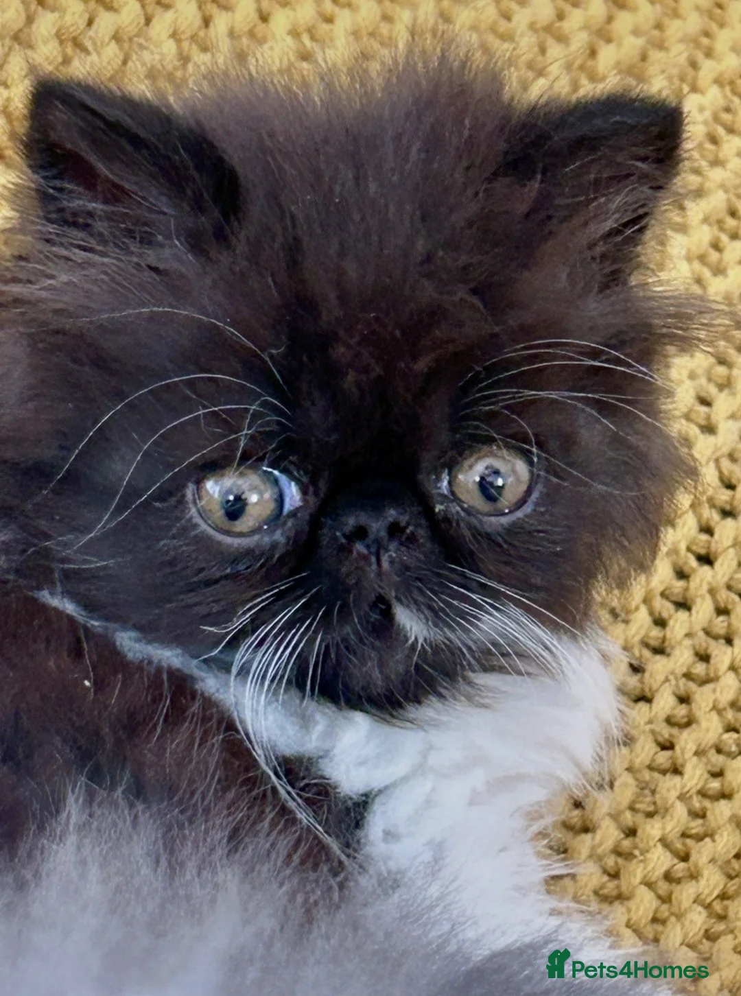 Persian cats for sale: Beautiful GCCF registered purebred persian kittens in Studley - Advert 10