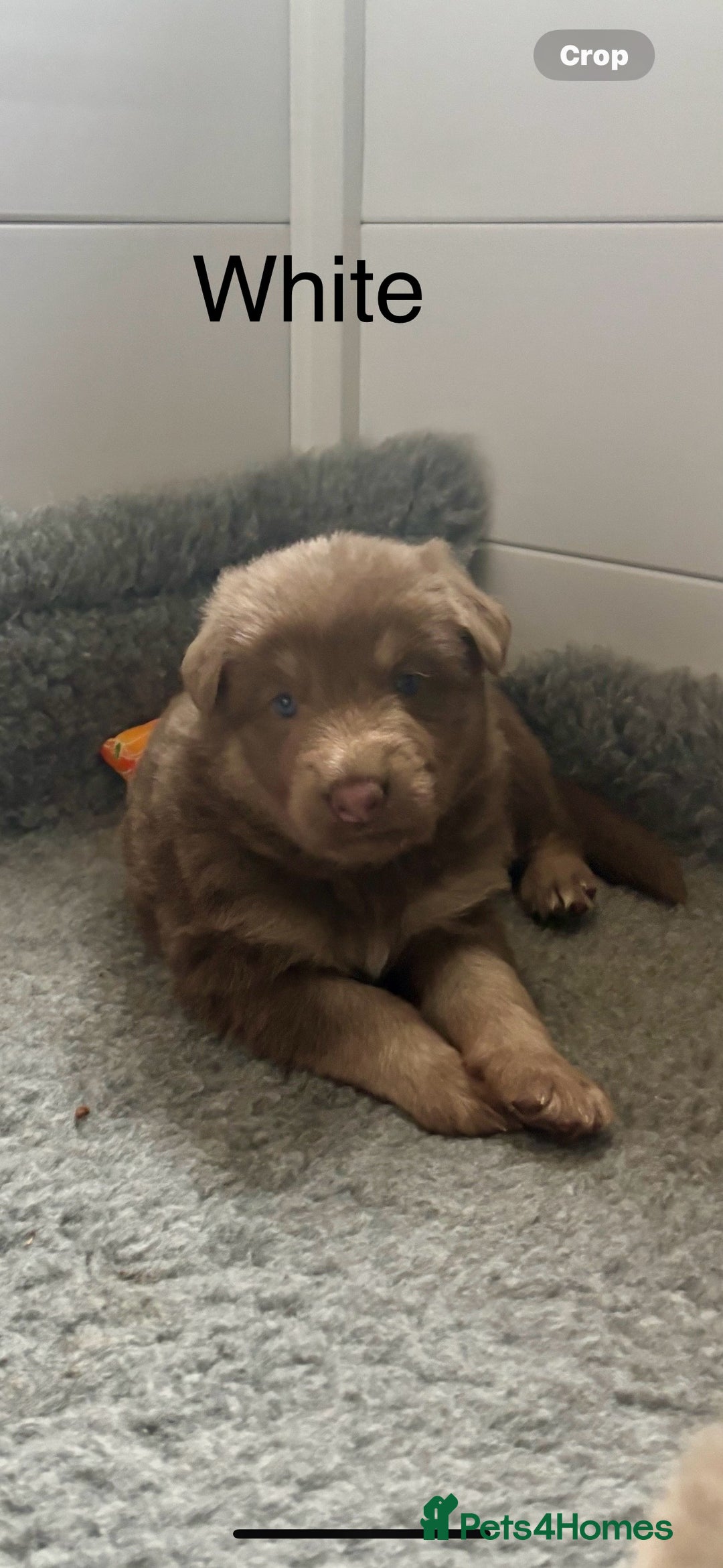 German Shepherd dogs for sale: Kc registered DNA Health tested gsd puppies - Image 1