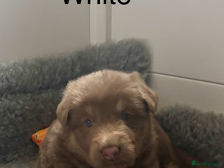 German Shepherd dogs Kc registered DNA Health tested gsd puppies - Advert 3