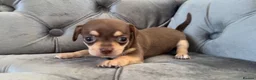 Chiweenie dogs for sale: Chiweenie pup. Chihuahua cross dachshund  in Croydon - Advert 4