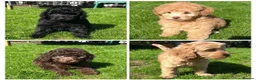 Labradoodle dogs for sale: READY NOW! Mini Labradoodles Health tested parents in Leicester - Advert 3