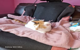 Mixed Breed cats for sale: Kitten - Image 5