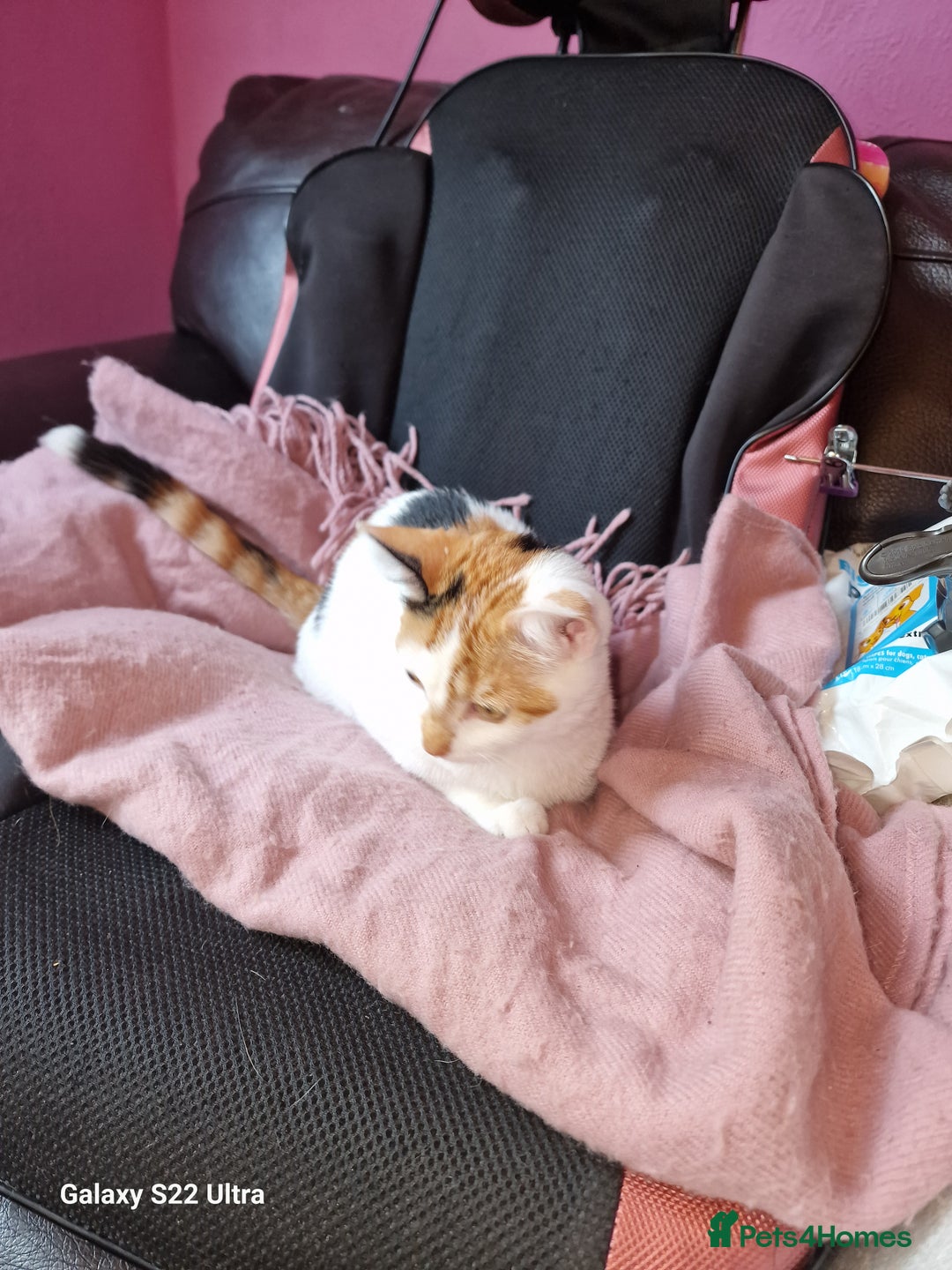 Mixed Breed cats for sale: Kitten - Image 5