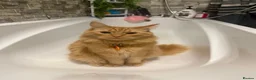 Siberian cats for sale: Apollo  - Advert 5