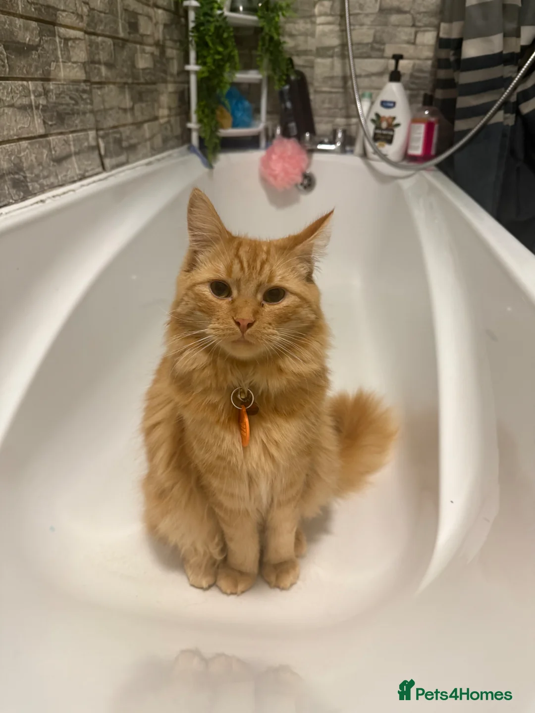 Siberian cats for sale: Apollo  - Advert 5