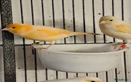 Canaries birds for sale: Canaries  in Wolverhampton - Image 1