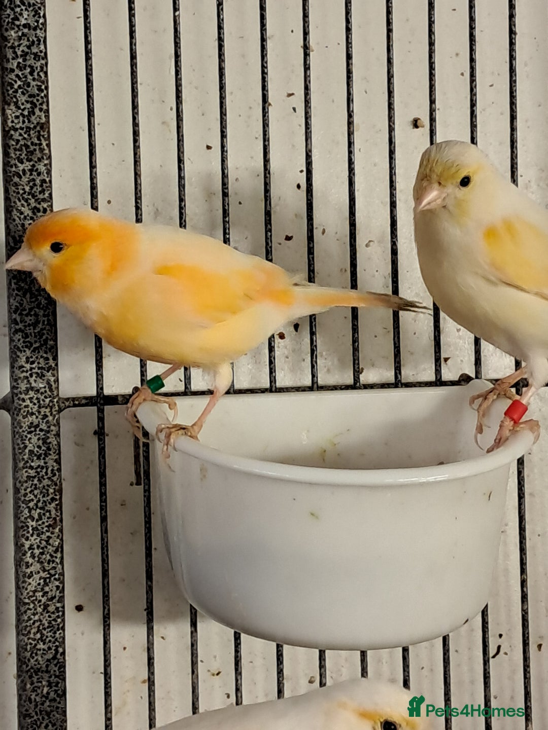 Canaries birds for sale: Canaries  in Wolverhampton - Image 1