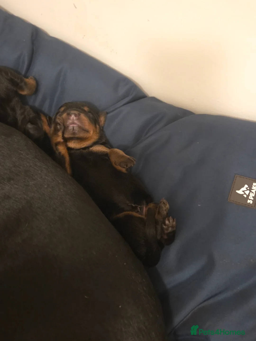 Dobermann dogs for sale: Rottermann puppies (Dobermann x Rottweiler) - Advert 2