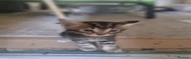 Mixed Breed Kitten 2
