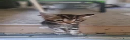 Mixed Breed cats for sale: 3 gorgeous kittens looking for a loving new home. in London - Advert 2