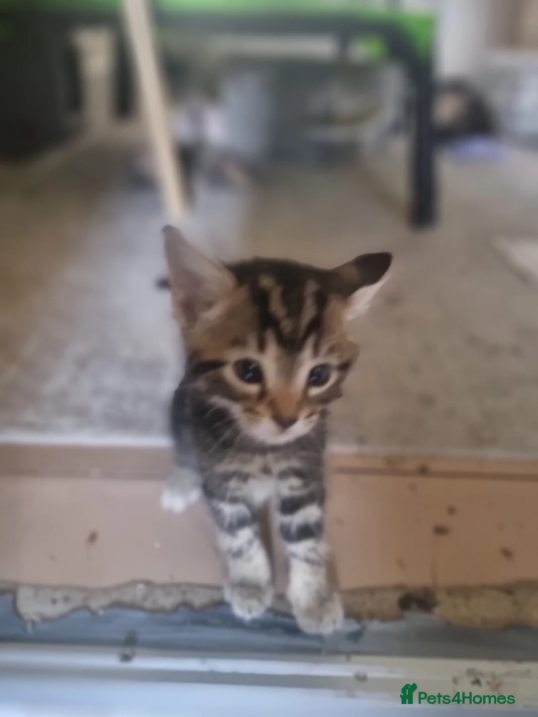Mixed Breed cats for sale: 3 gorgeous kittens looking for a loving new home. in London - Advert 2